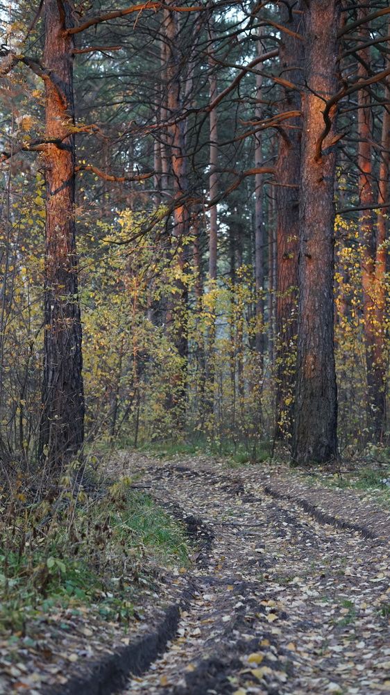 Photograph by Максим Грибанов