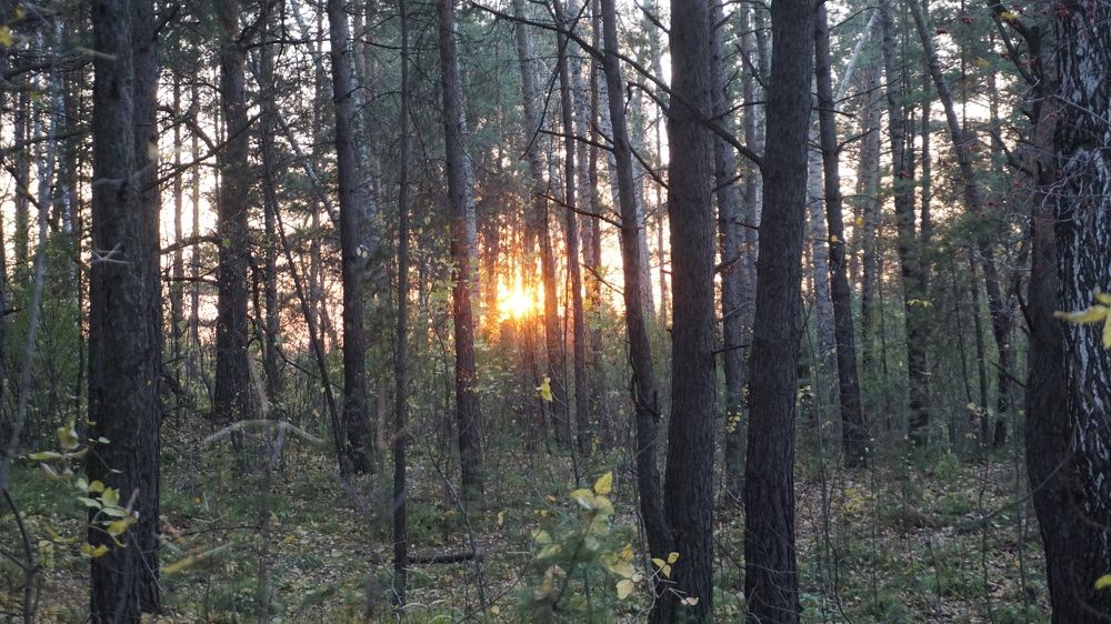 Photograph by Максим Грибанов