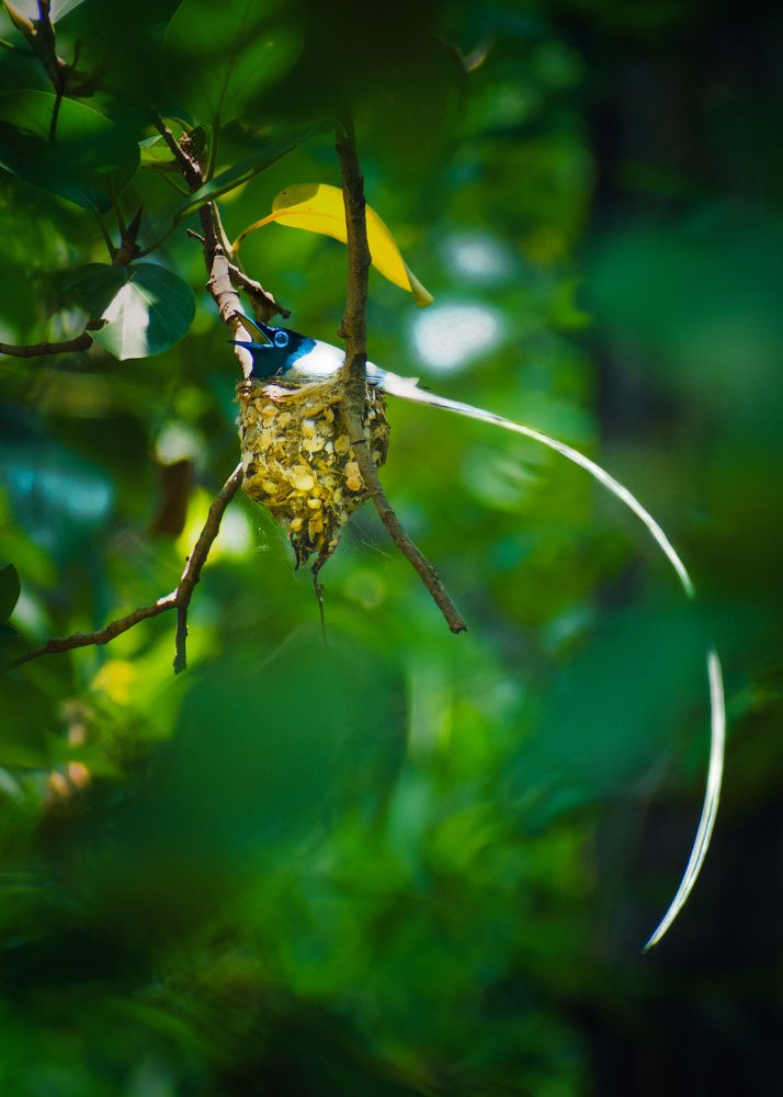 Photograph by Saikat Das