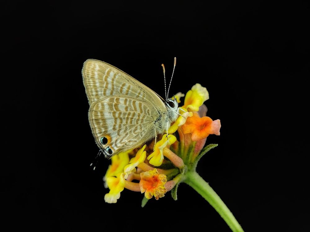 Photograph by Satishkumar Prakash