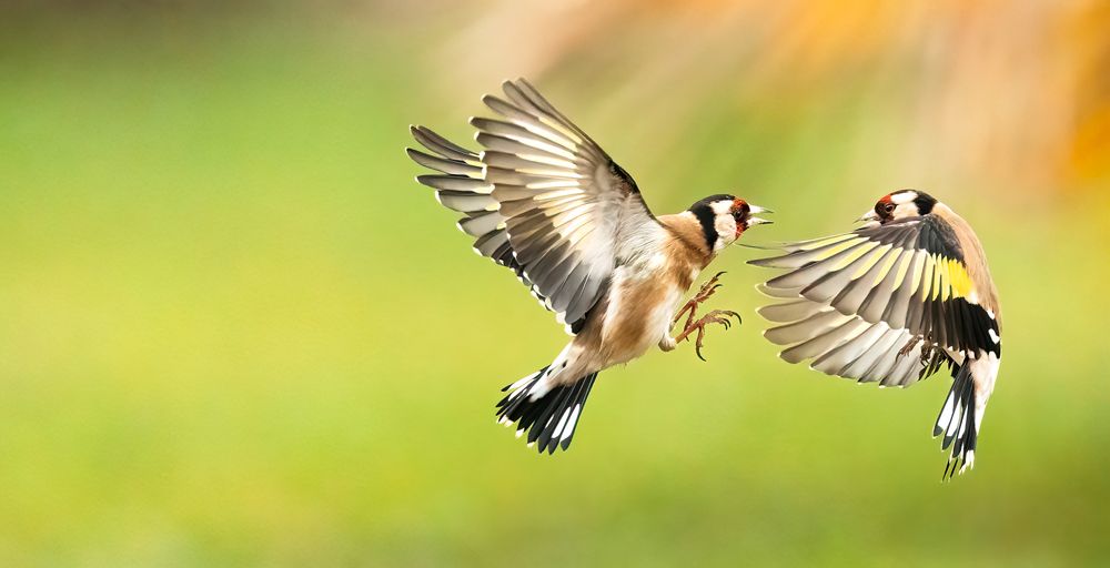 Goldfinches dance ballet