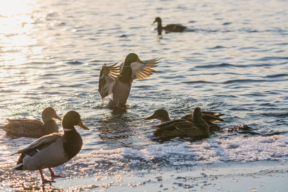 Утки зимой