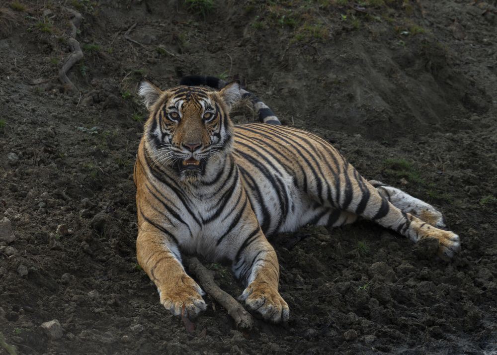 Photograph by Sunil Manikkath