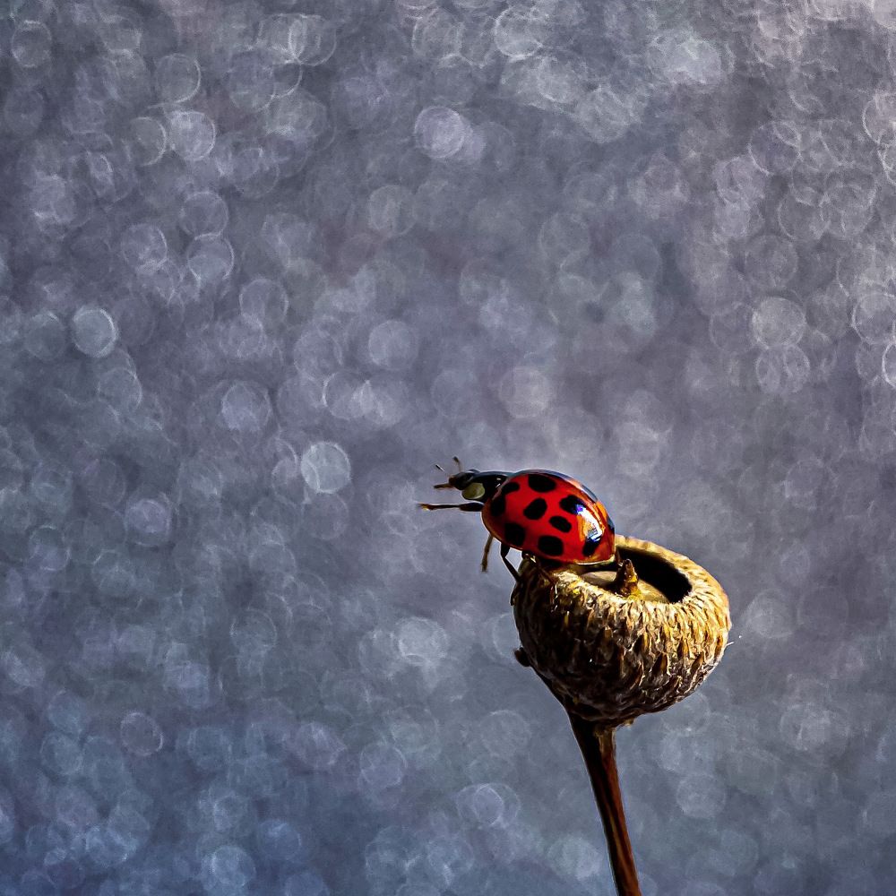 Photograph by Мария Чернецова