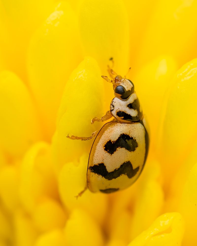 Ladybird beetle on yellow flower petal