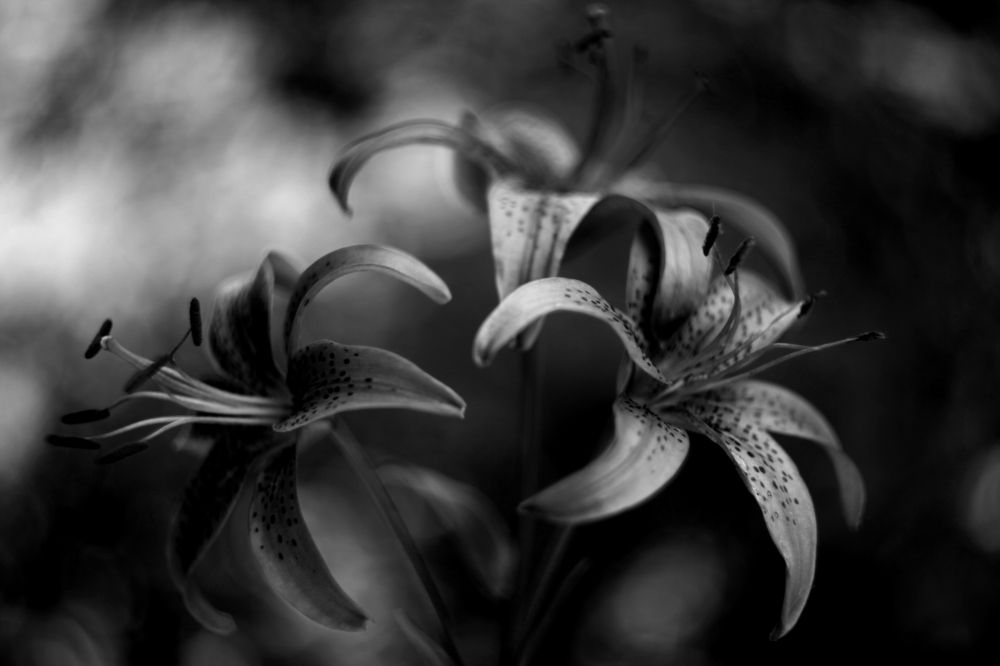 Photograph by Milla Luca