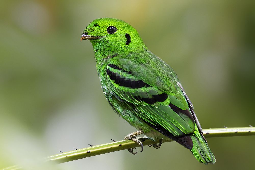 Photograph by PARTHA ROY