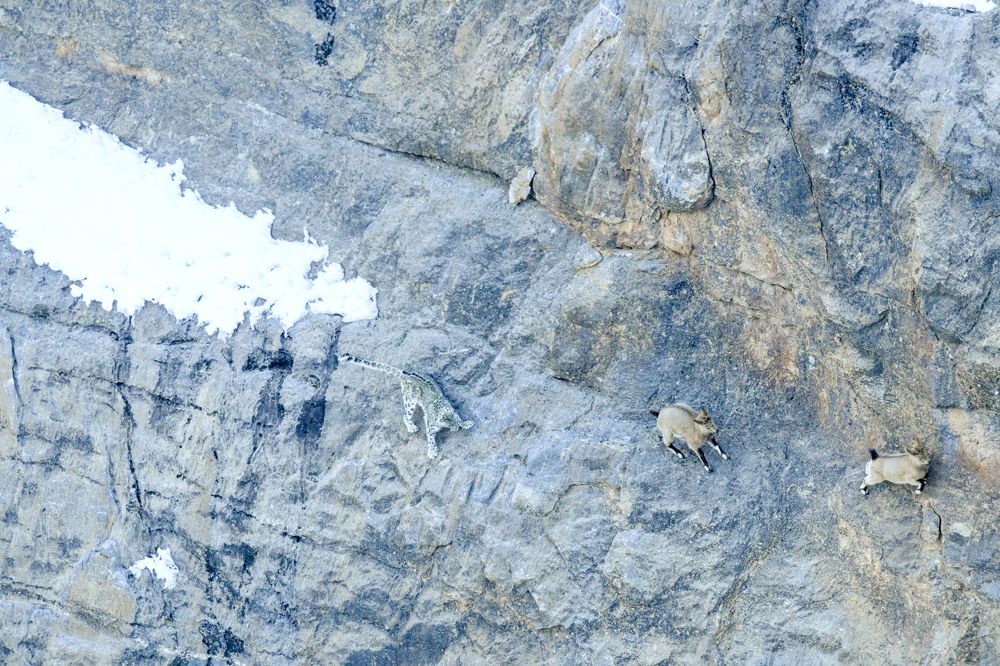 The Unsuccessful Hunt attempt by the 'Ghost of the Himalayas'