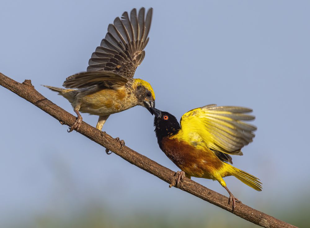 Photograph by PARTHA ROY