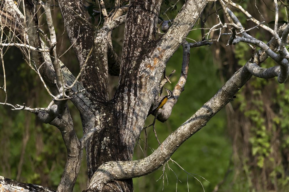 Photograph by PARTHA ROY