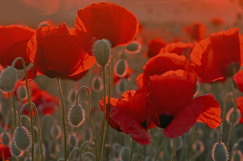 Photograph by Гусева Елена