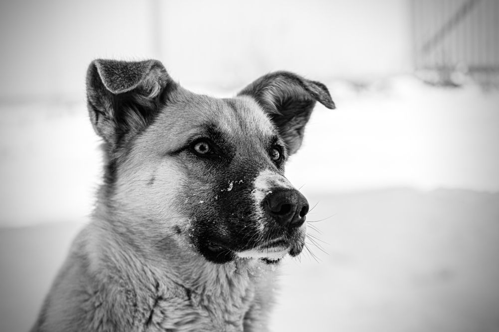 Photograph by Архипов Михаил