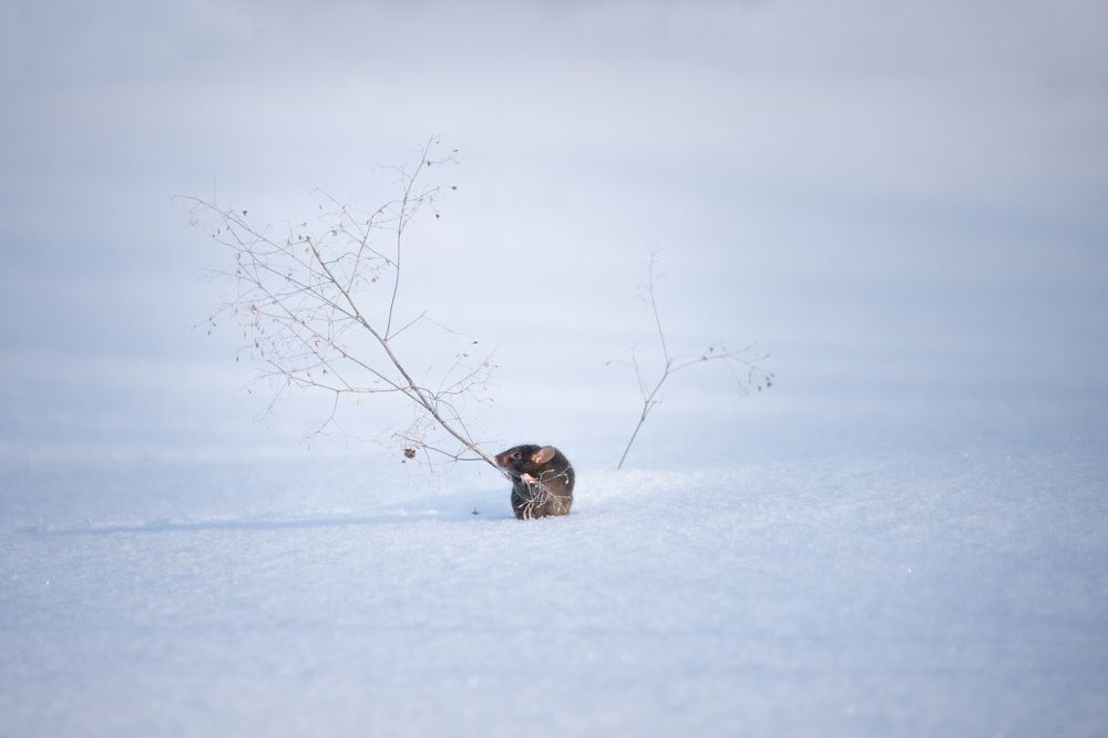 Джентльмен