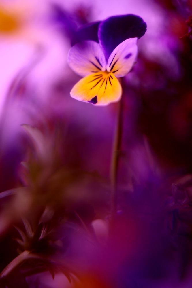 Photograph by Milla Luca