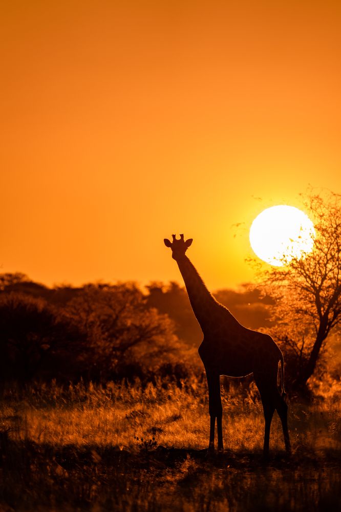 The African sunsets