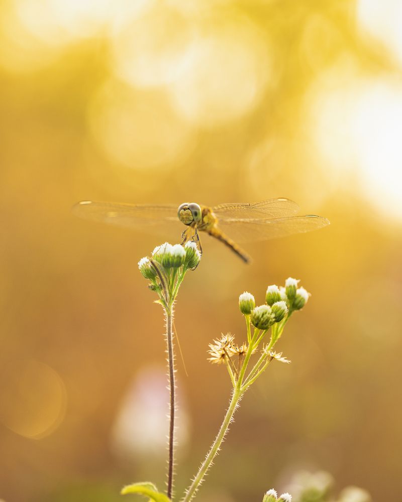 Photograph by Hemraj Chavhan A