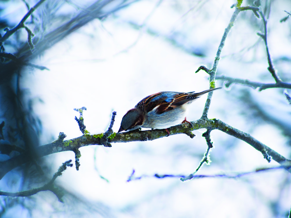 A bird on branch.