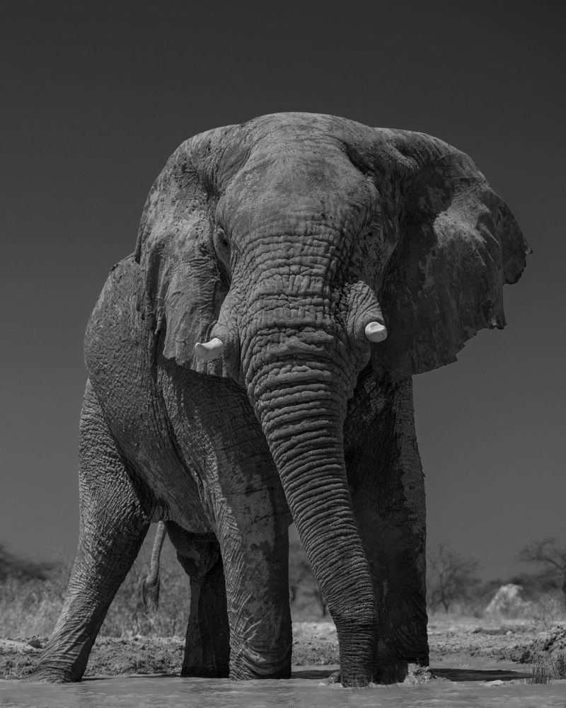 Photograph by Chris Stavrakas