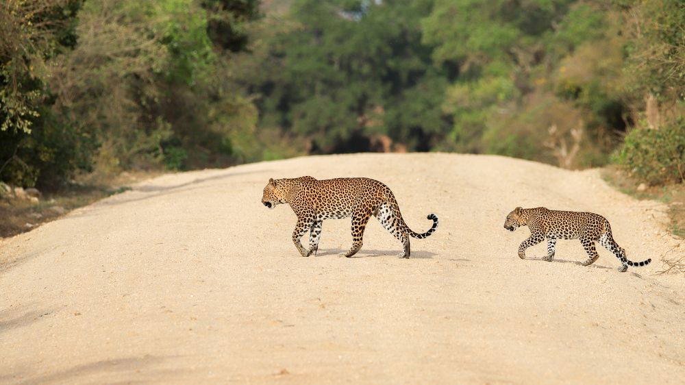 Photograph by Umesh Ranasinghe