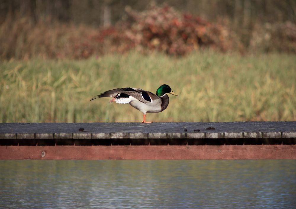 Wild duck on the bridge