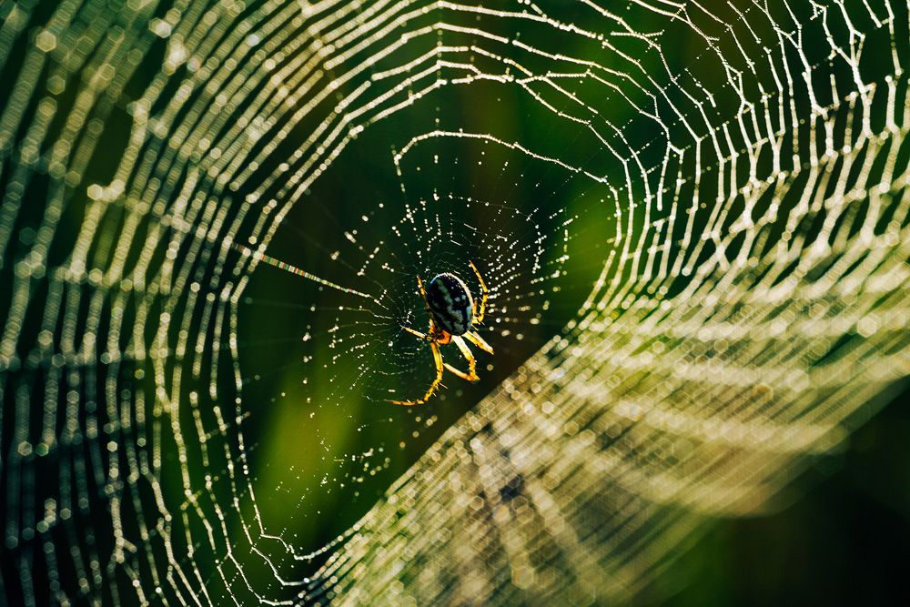 Фотография автора Алиса Чурчудесная
