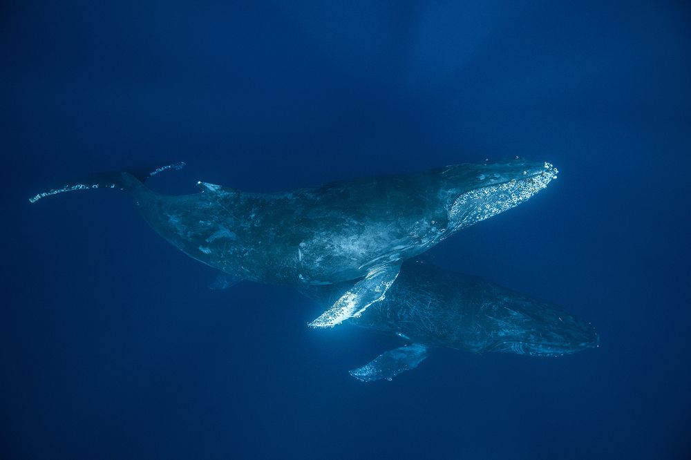 Photograph by Damir Zurub