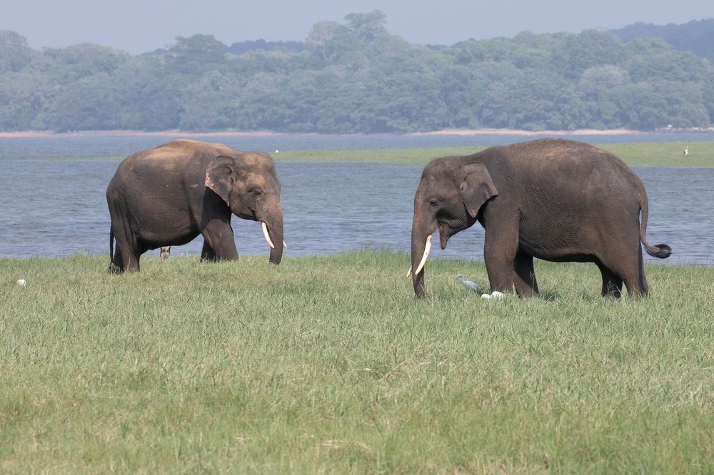 Photograph by Umesh Ranasinghe