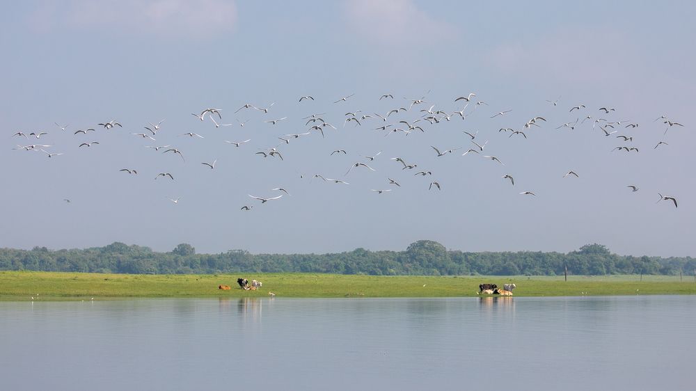 Photograph by Umesh Ranasinghe