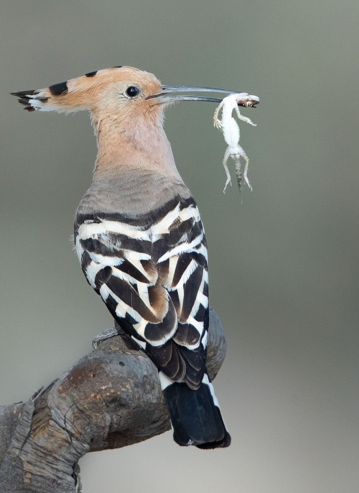 Photograph by Saif Al Maqbali Rashid