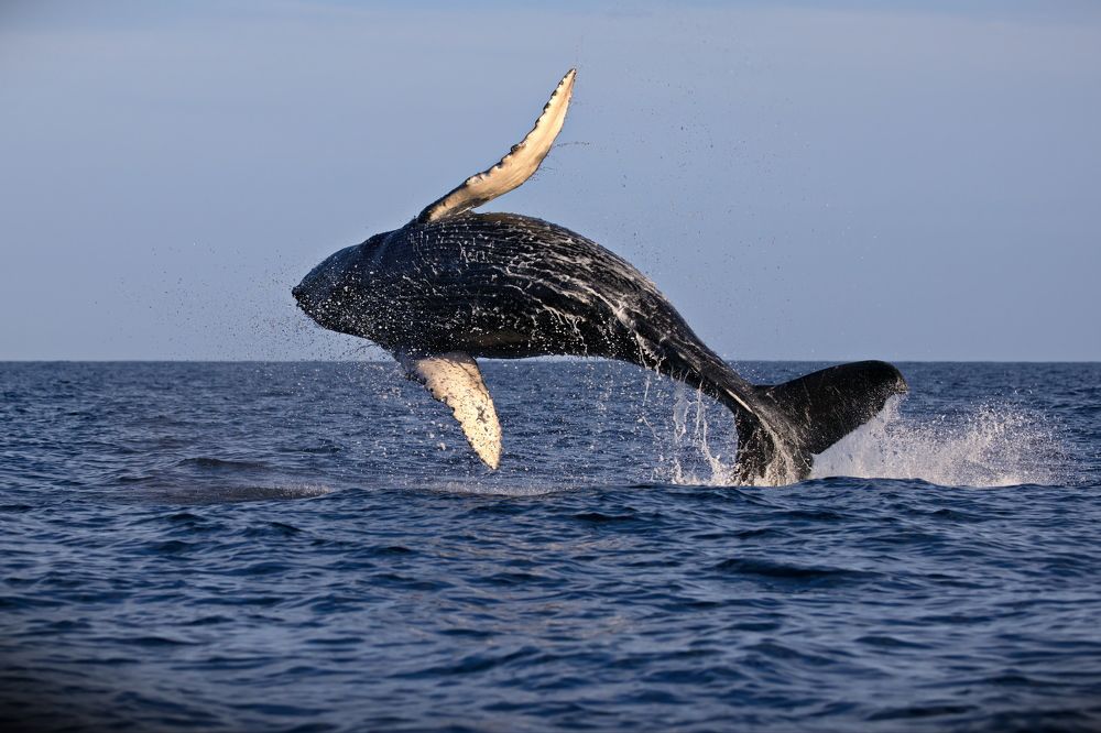 Игривый кит