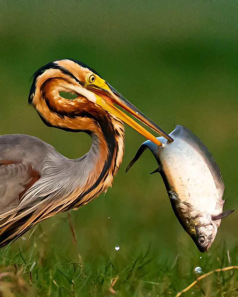 Photograph by Rahuldeb Bhattacharya