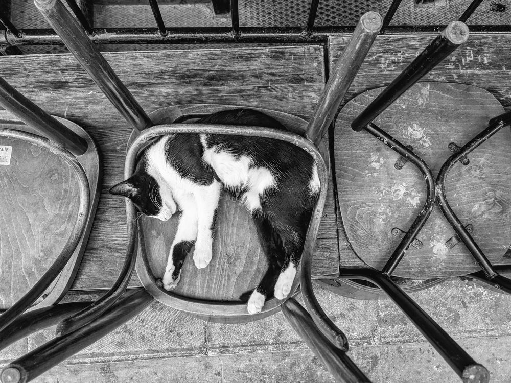 Photo #7405930