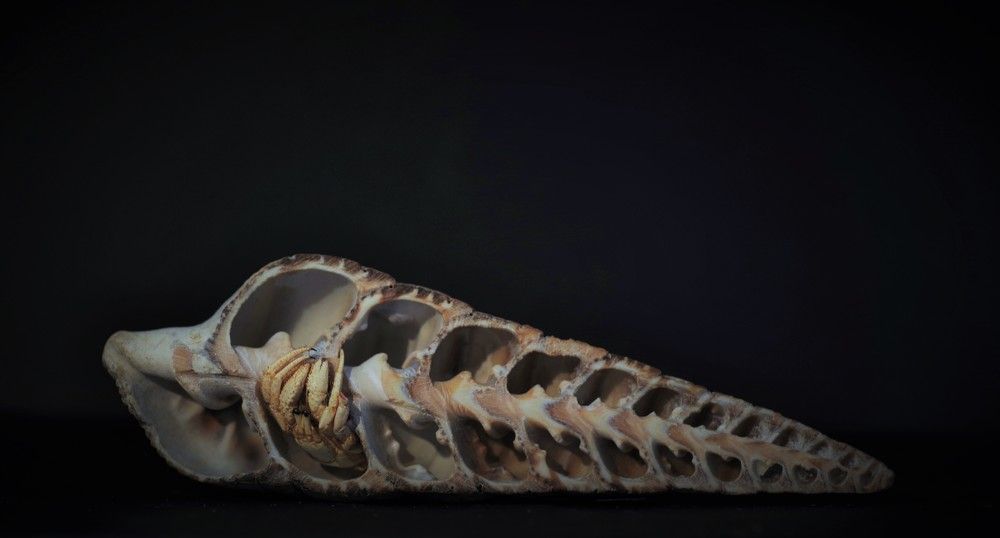 Photograph by Maurizio