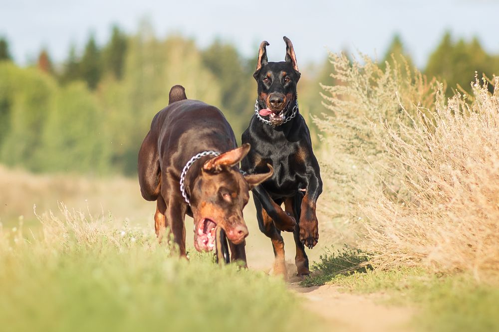 Photograph by Виктория Мамаева