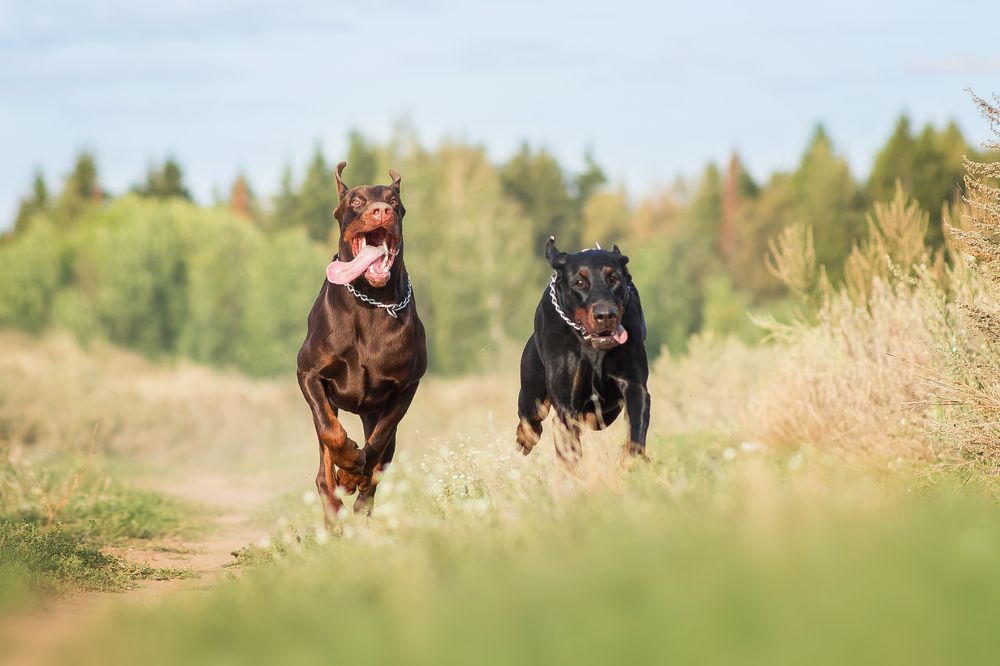 Photograph by Виктория Мамаева