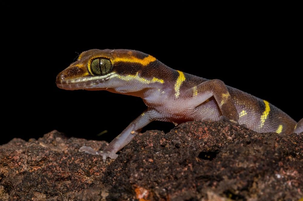 Photograph by Vivek Kuber