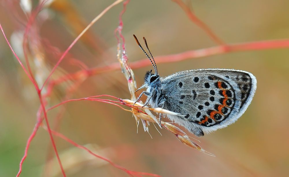 Photograph by НиКоЛаЙ