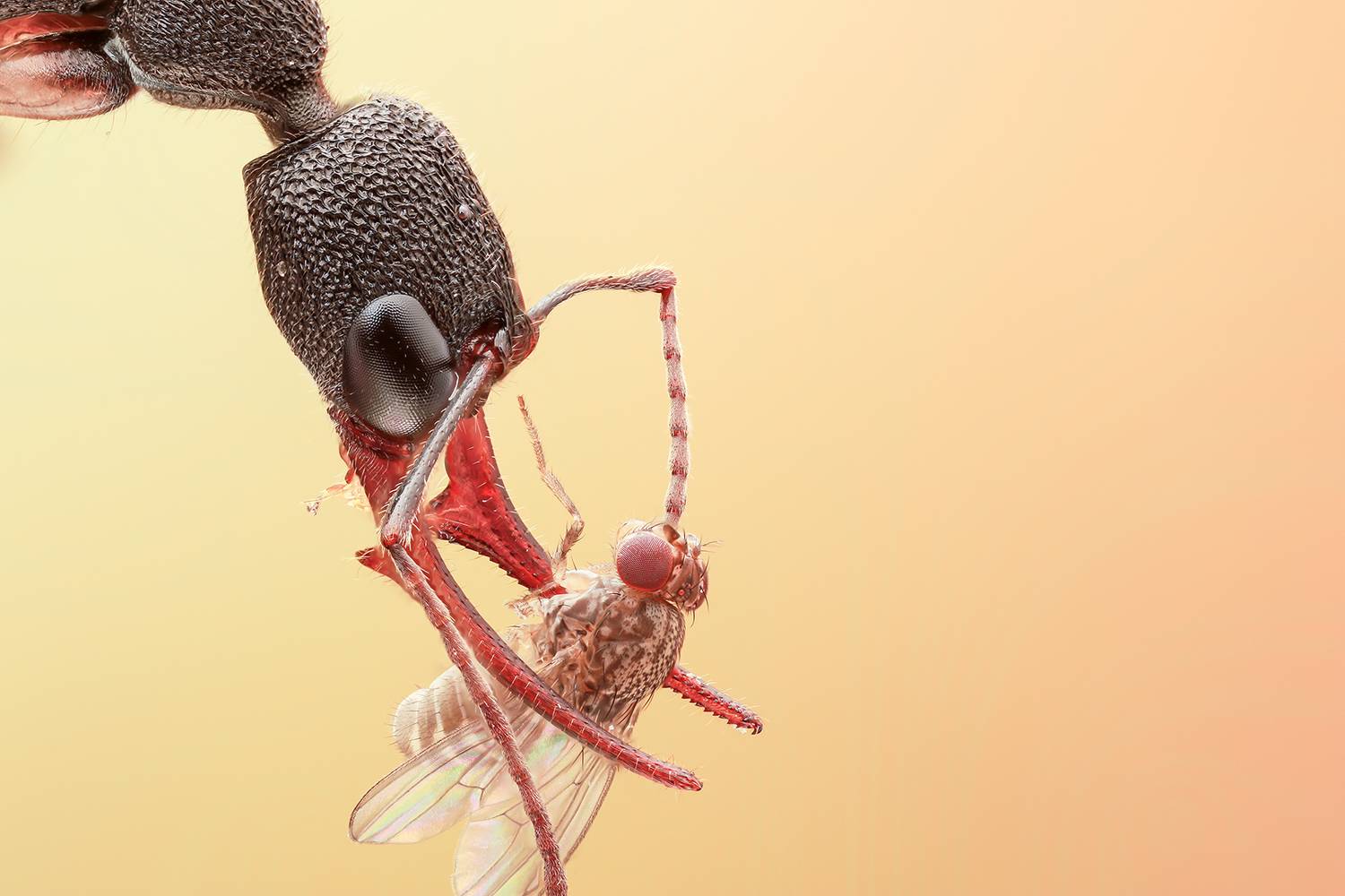 Herpagnathos Venator - jumping ant