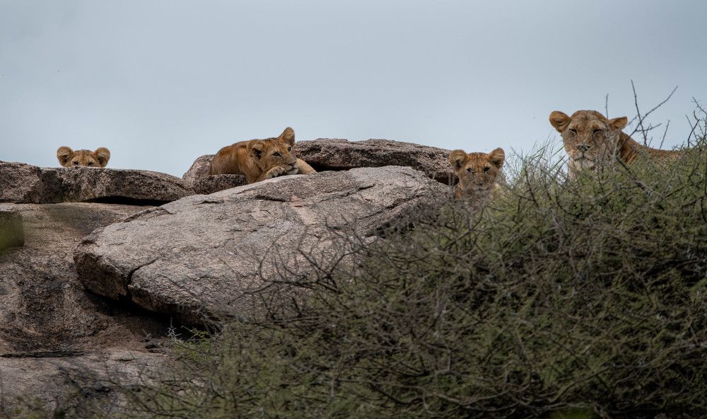 Lion cubs