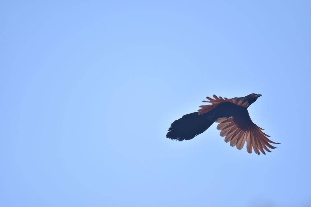 Photograph by Uthaiah Pattachravanda