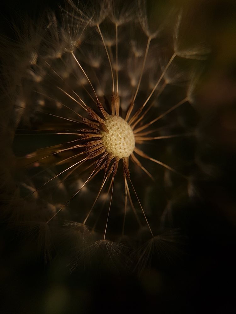 Photograph by Анна Нуразян