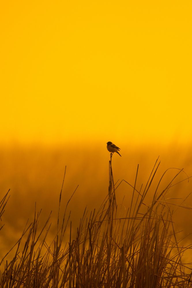 Photograph by Aishik Das