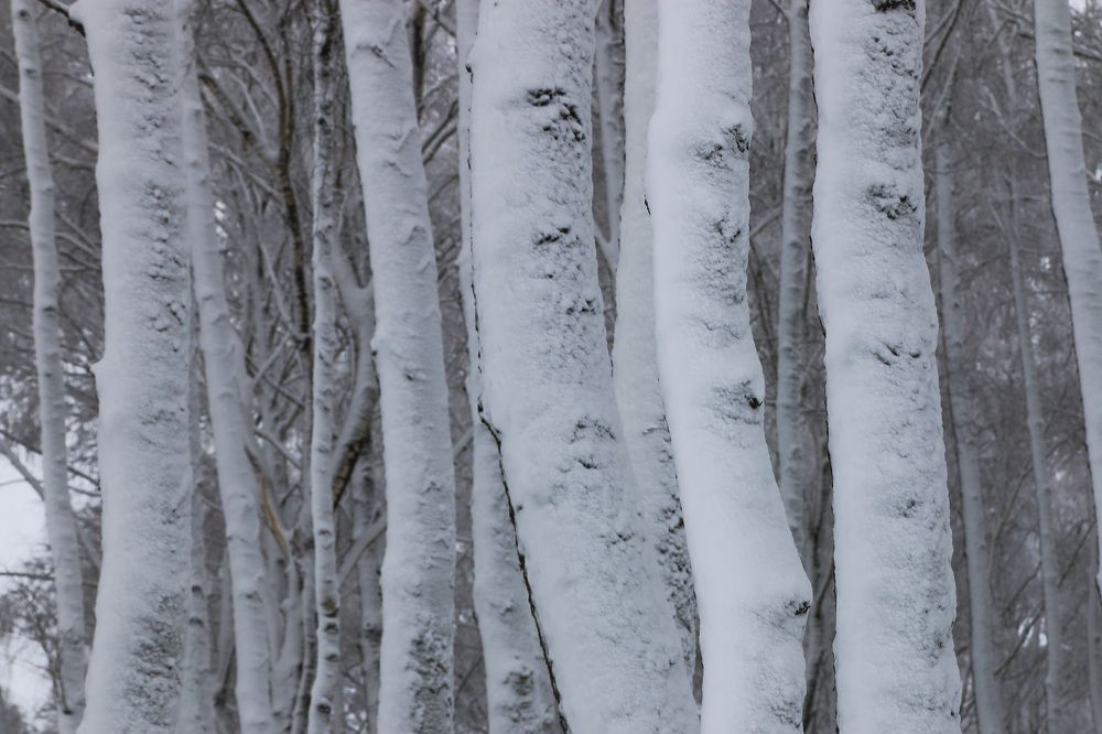Photograph by Николай Протасеня