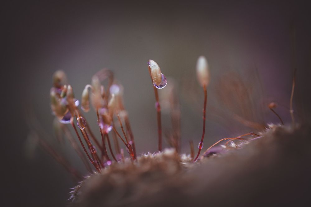 Фотография автора Алиса Чурчудесная