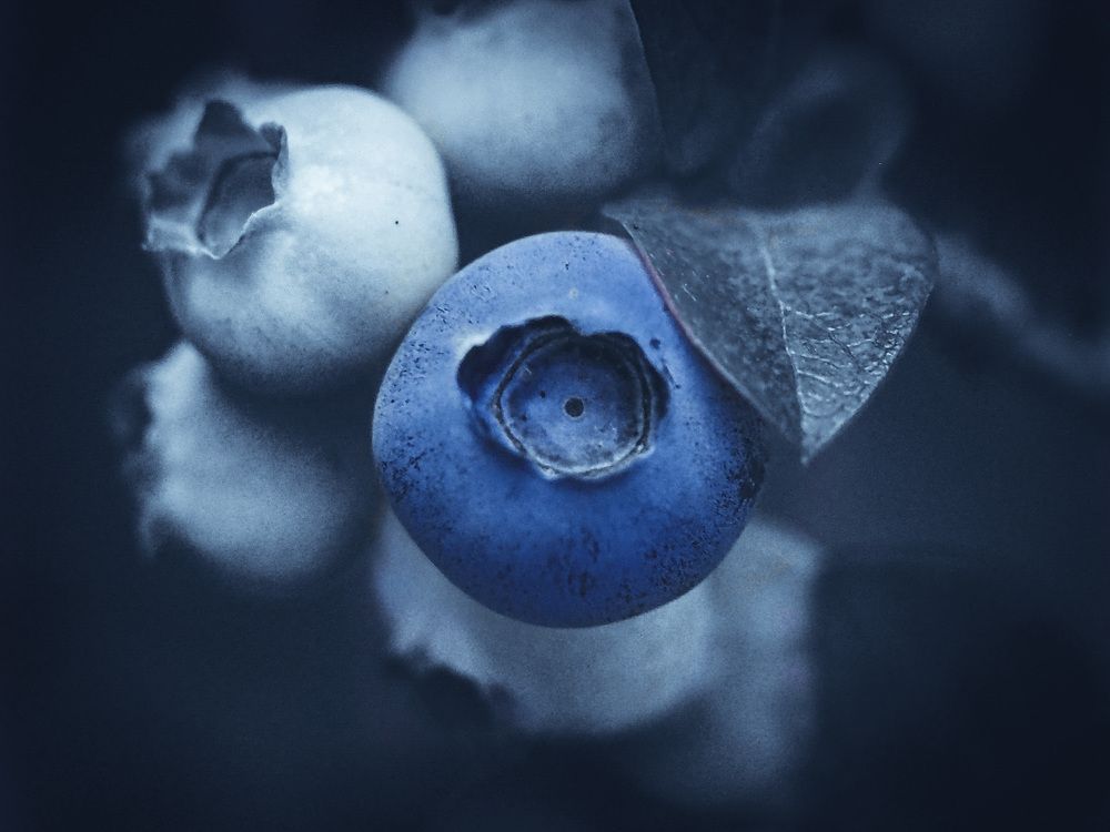 Blueberry dreams