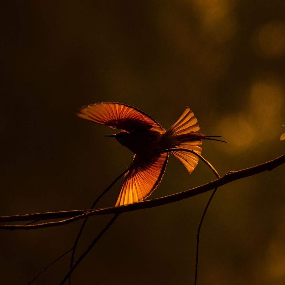 Photograph by Aishik Das