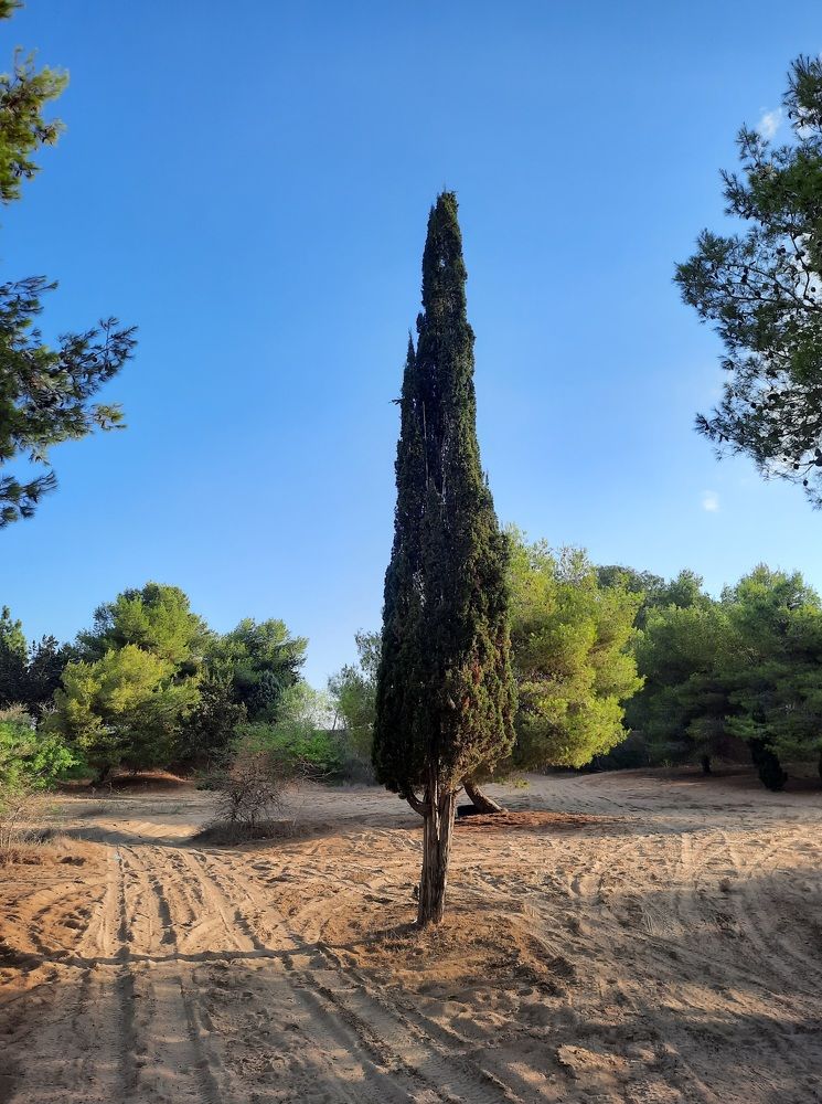 Фотография автора Tetiana Danylenko