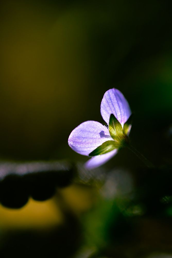 Фотография автора Алиса Чурчудесная