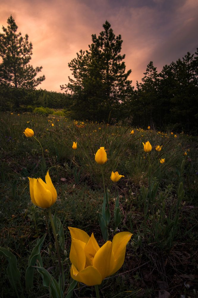 Photograph by Mая Врънгова