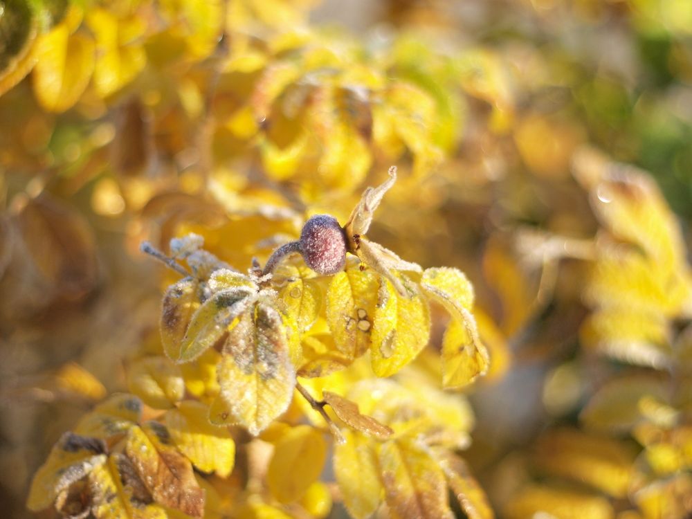 Photograph by Илюшечкина Екатерина